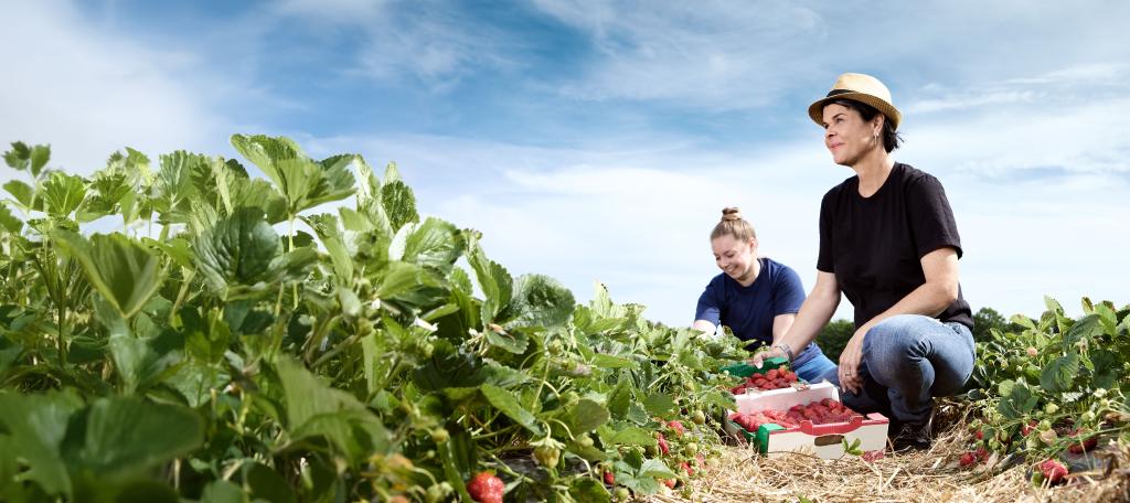 Bannière page agricole – deux agriculteurs récoltant