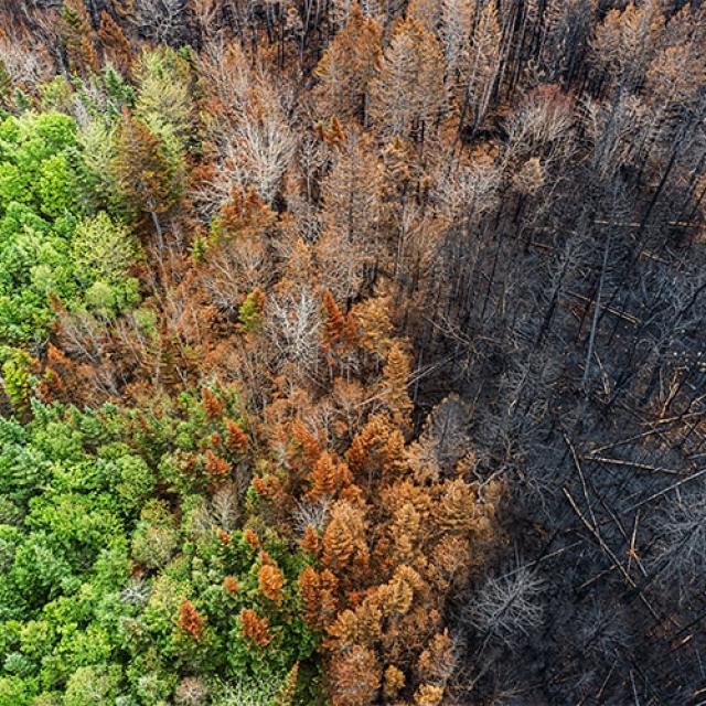 feux de foret